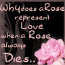 Why Does A Rose..