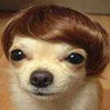 Dogs Wig
