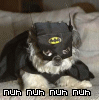 The Bat Cat