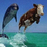 Cow Dolphin
