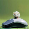 Mouse on Mouse