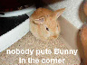 Bunny in corner