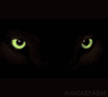 Panther eyes