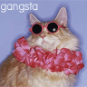 Gangsta cat