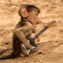 Monkey on Guitar