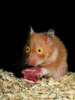 Evil Hamster