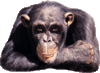 Chimp smiles