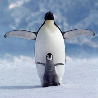 Brave Penguin
