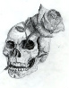 Skull_and_Rose_by_Dyslogistic-1
