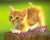 Kitten says Caw Caw