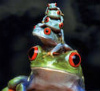 Frogs stack