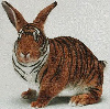 Tiger bunny