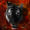 Tiger in flames