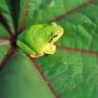 Lone frog on leaf