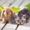 Kitty and Bunny