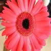 bigpink flower