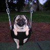 Dog in swing