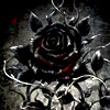 black blood rose