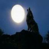 Howl at moon