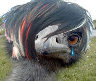 emo Emu 2
